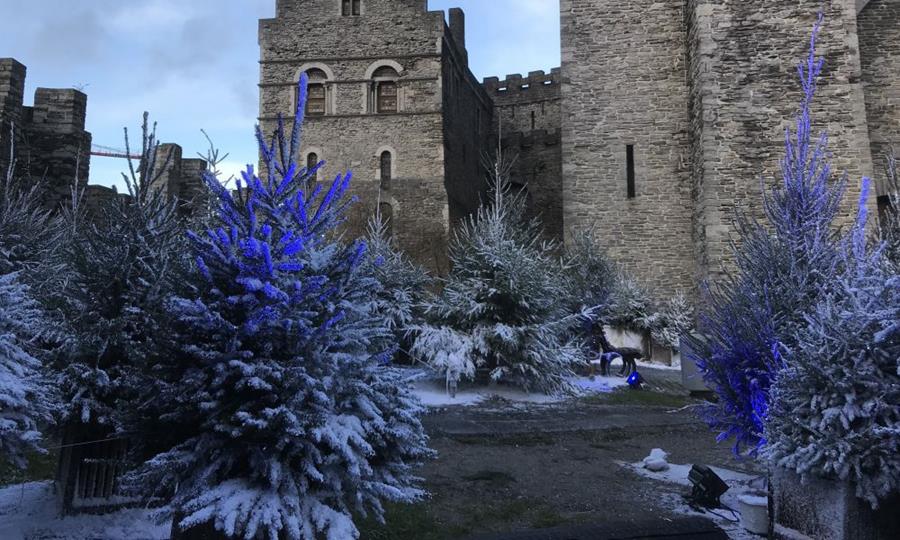 Optimale sfeer creëren met bloemen en planten 