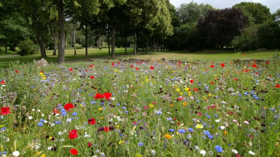 Sterke opmars bloemenweides vraagt speciale kennis