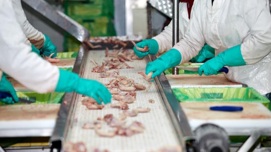 Comparaison de quatre méthodes de décontamination en abattoir