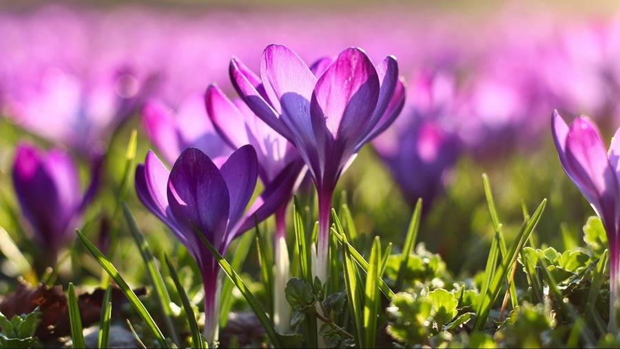 Tips voor lenteklaar maken en onderhoud van de tuin