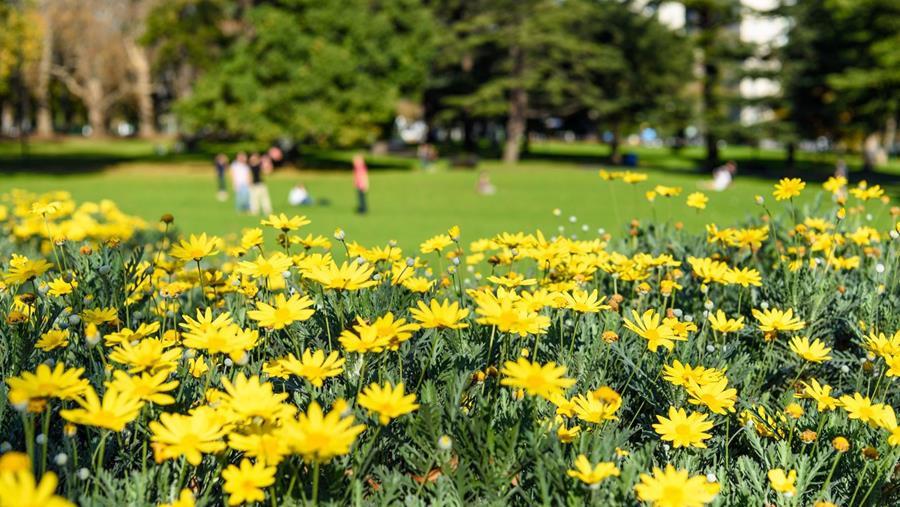 Waarom 'inheems' niet altijd het beste antwoord is