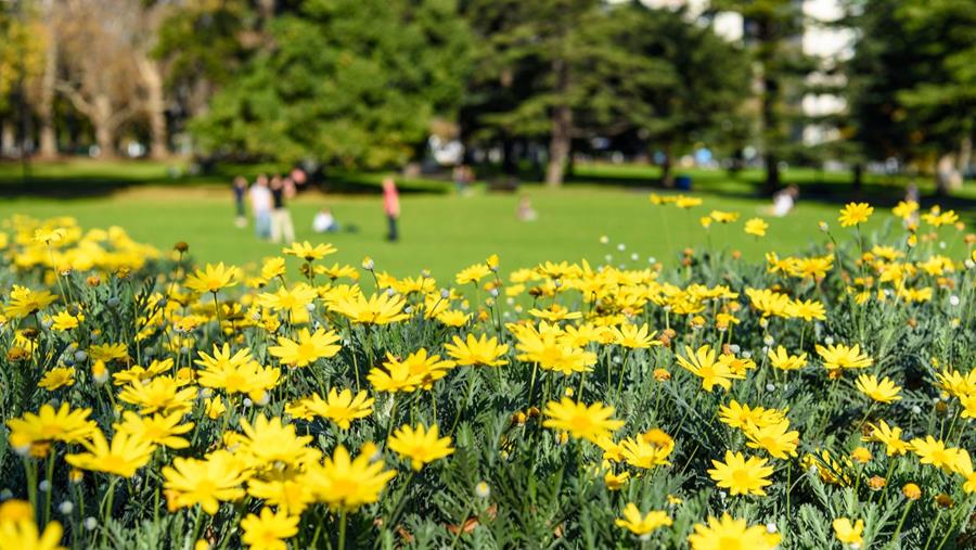 Les plantes indigènes ne sont pas toujours la meilleure solution