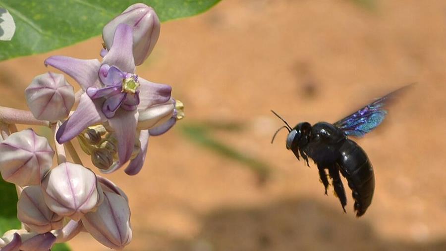 Boort de blauwzwarte houtbij zich een weg in Belgisch schrijnwerk?