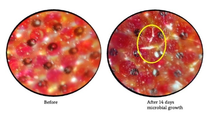 Plastic recycling met dank aan bacteriën
