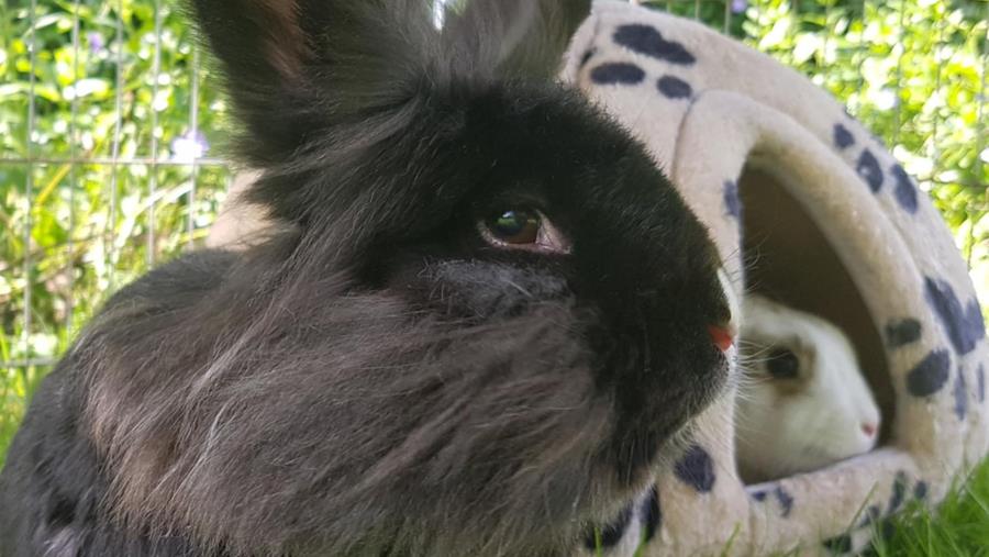 Zo huisvest je konijnen en andere knaagdieren