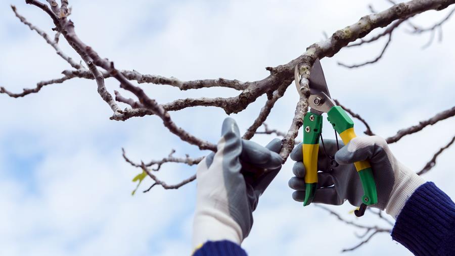 Astuces et erreurs à éviter lors de la taille