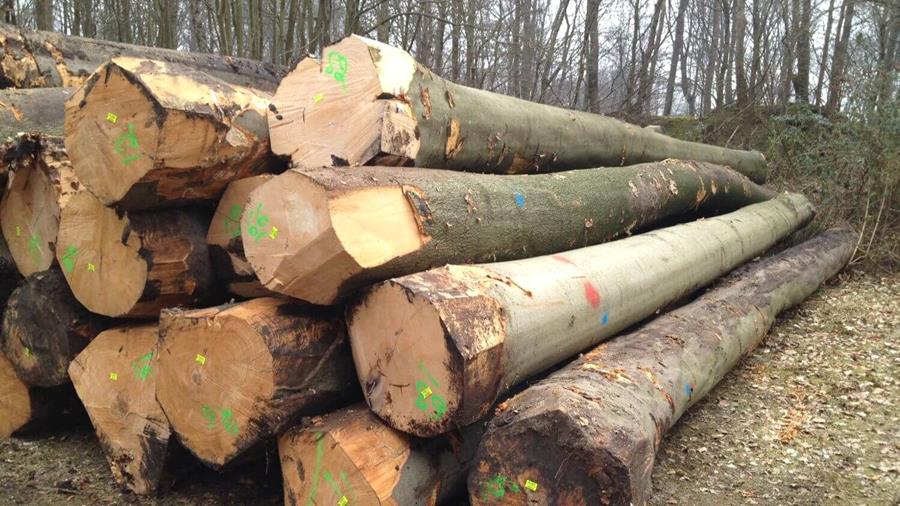 Green Deal Lokaal Hout: samen voor korte ketens en duurzaam houtgebruik