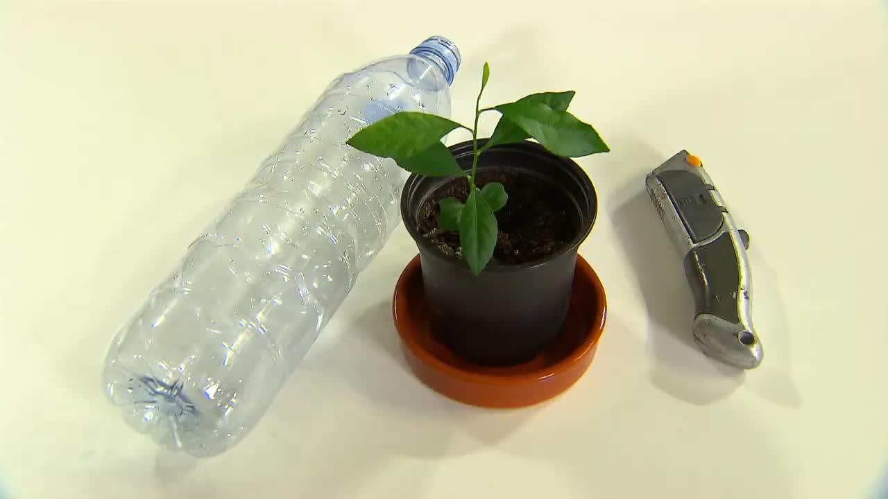 CONSEIL DE LA SEMAINE: UNE BOUTEILLE COMME MINI-SERRE