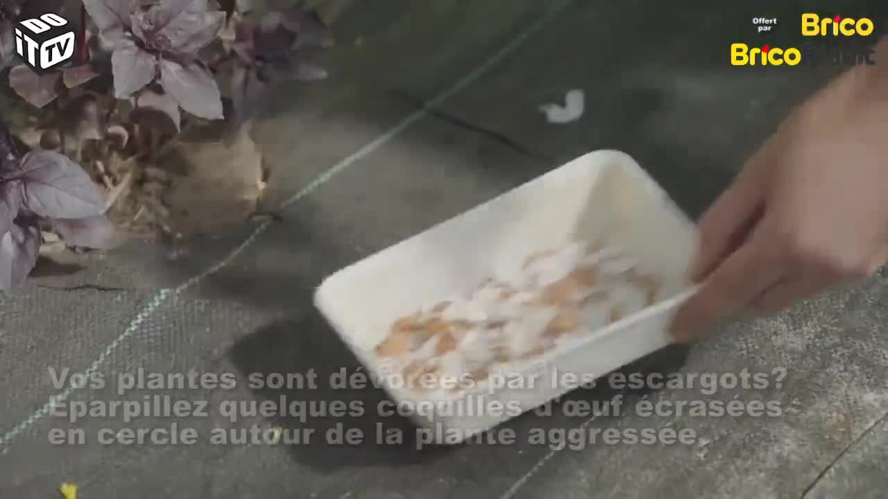 Comment déployer les coquilles d'œuf contre les escargots?