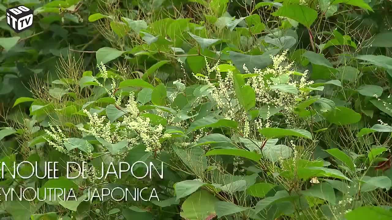 PLUS SUR LES PLANTES ENVAHISSANTES