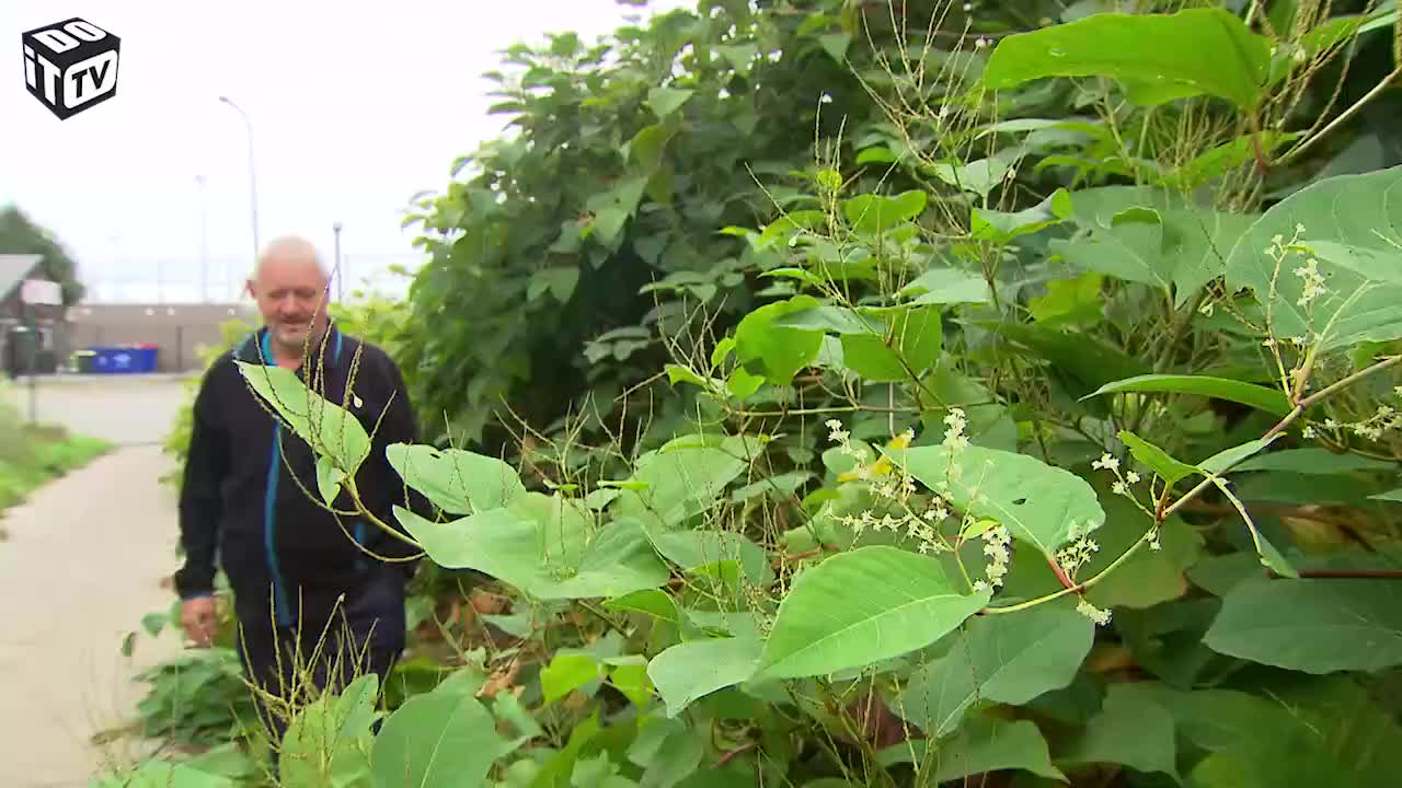 LEER MEER OVER INVASIEVE PLANTEN