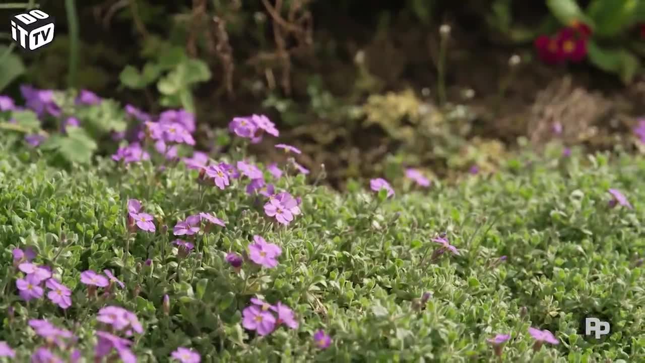 Zo kan je niet snoeien!